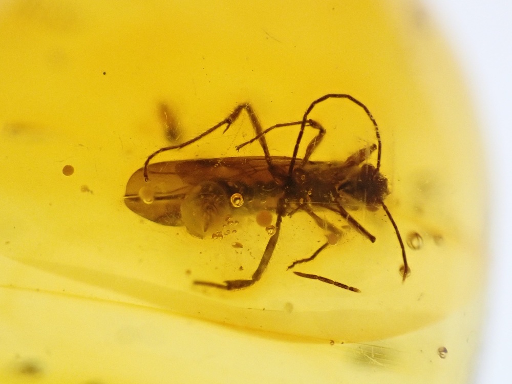 Dominican Amber Inclusion #25 (Large Winged Insect Inclusion)