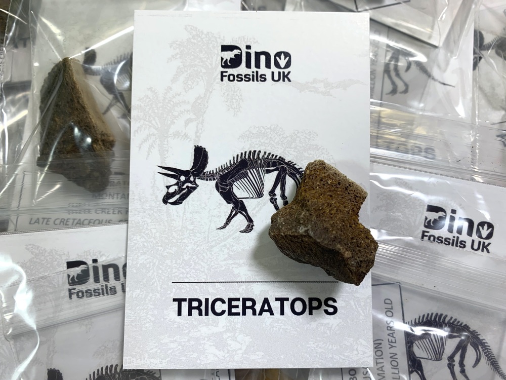 Triceratops Bone Chunk