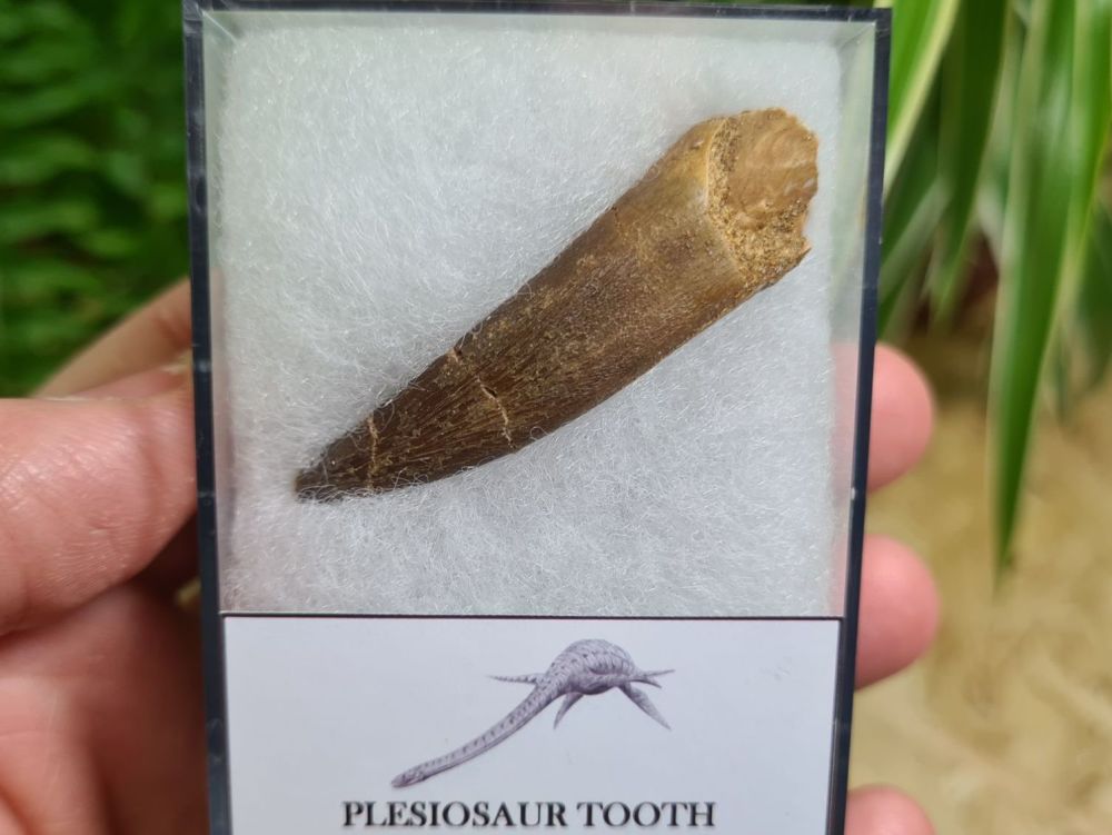 Plesiosaur Tooth (1.96inch) #05