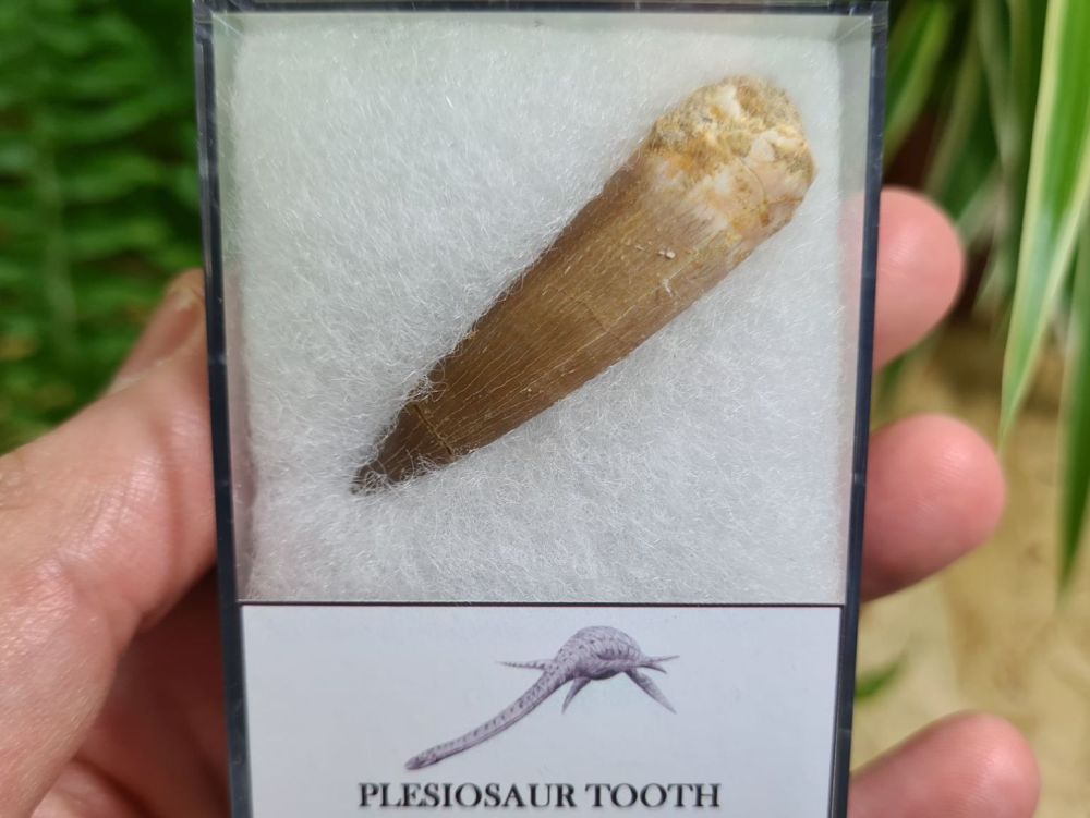Plesiosaur Tooth (1.96 inch) #05
