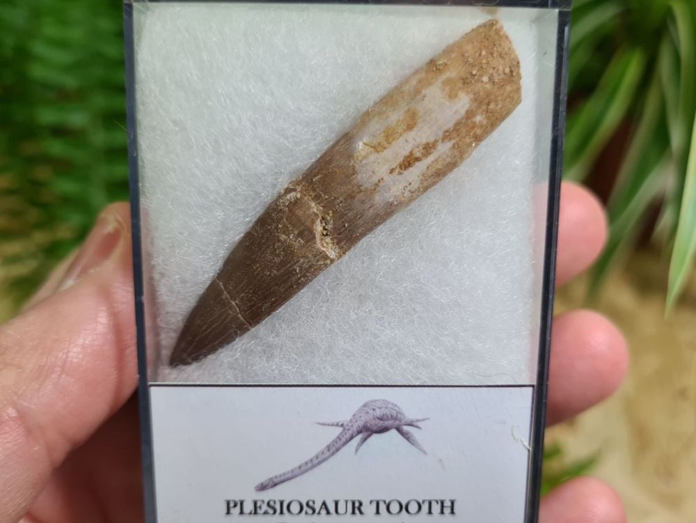 Plesiosaur Tooth (2.44 inch) #07