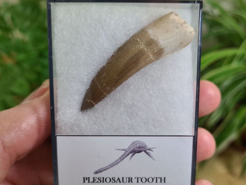 Plesiosaur Tooth (1.96 inch) #08