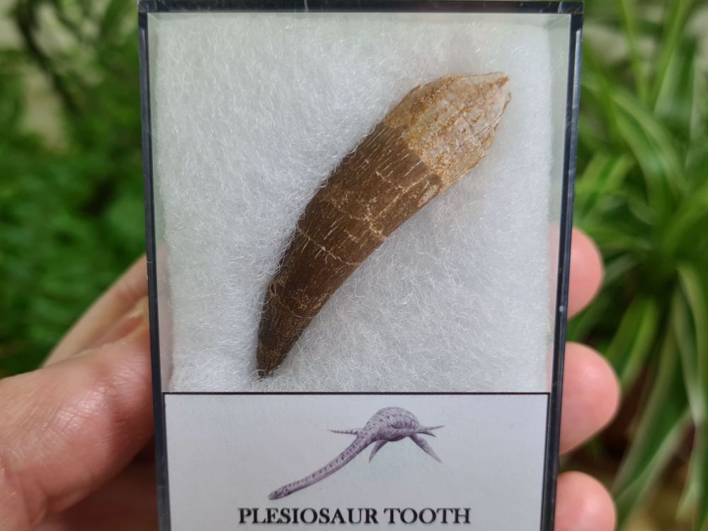 Plesiosaur Tooth (1.96 inch) #09
