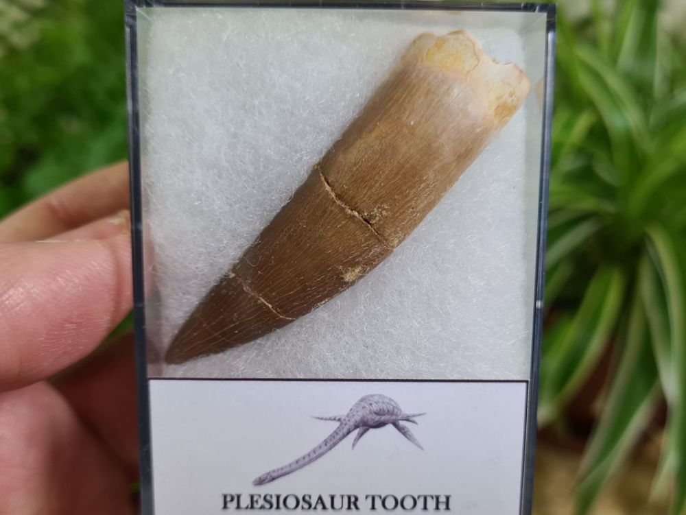 Plesiosaur Tooth (2.44 inch) #10