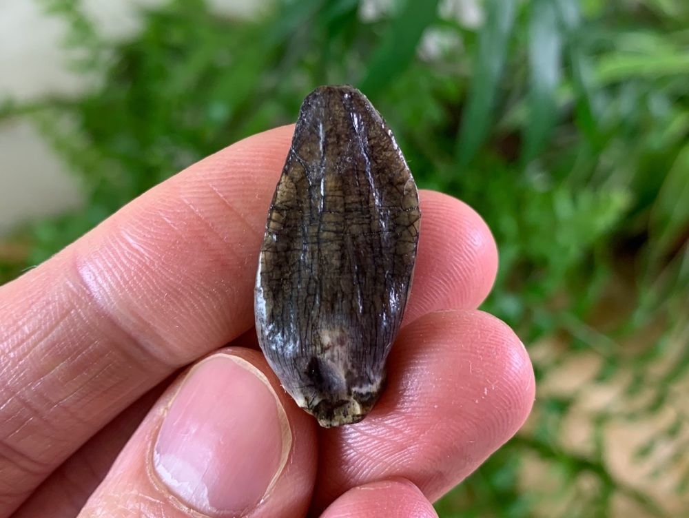 Dino Fossils UK Huge Selection of Fossils For Sale.