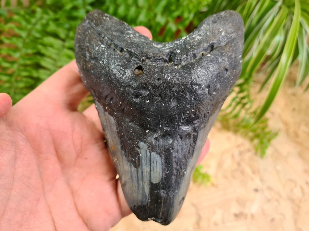 Megalodon Tooth - 5.11 inch #01