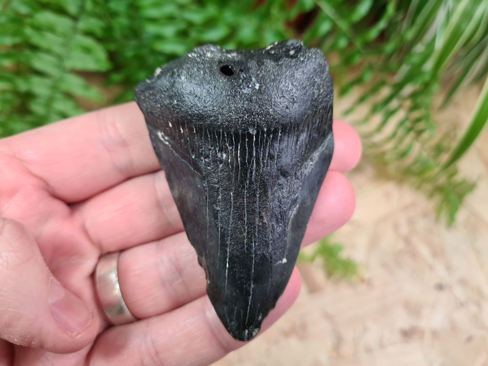 Megalodon Tooth - 3.07 inch #02