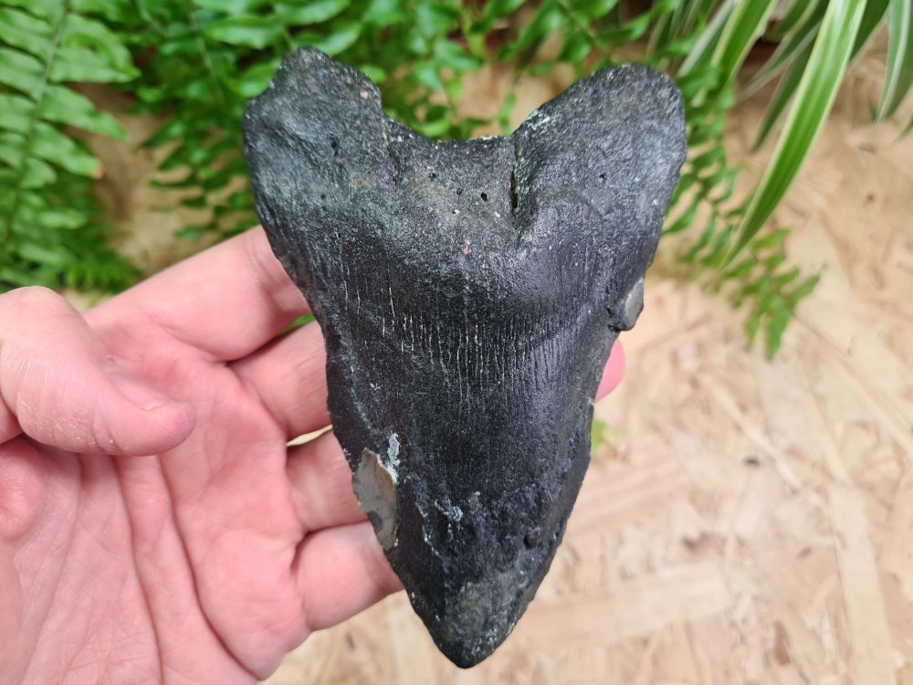 Megalodon Tooth - 5.31 inch #04