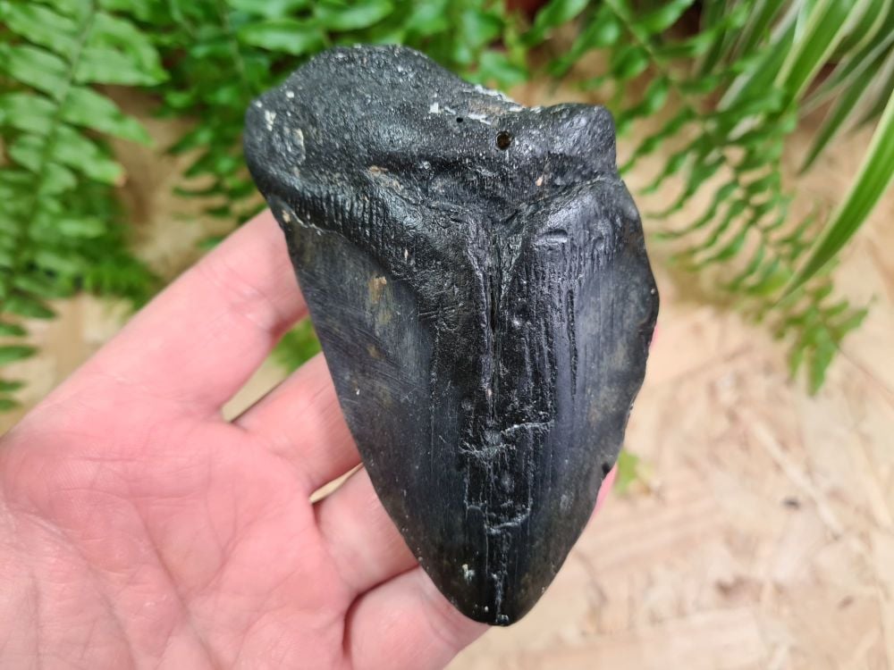 Megalodon Tooth - 4.21 inch #05