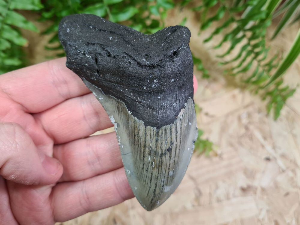 Megalodon Tooth - 4.17 inch #06