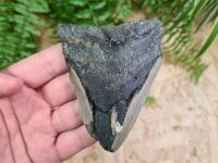 Megalodon Tooth - 3.93 inch #07