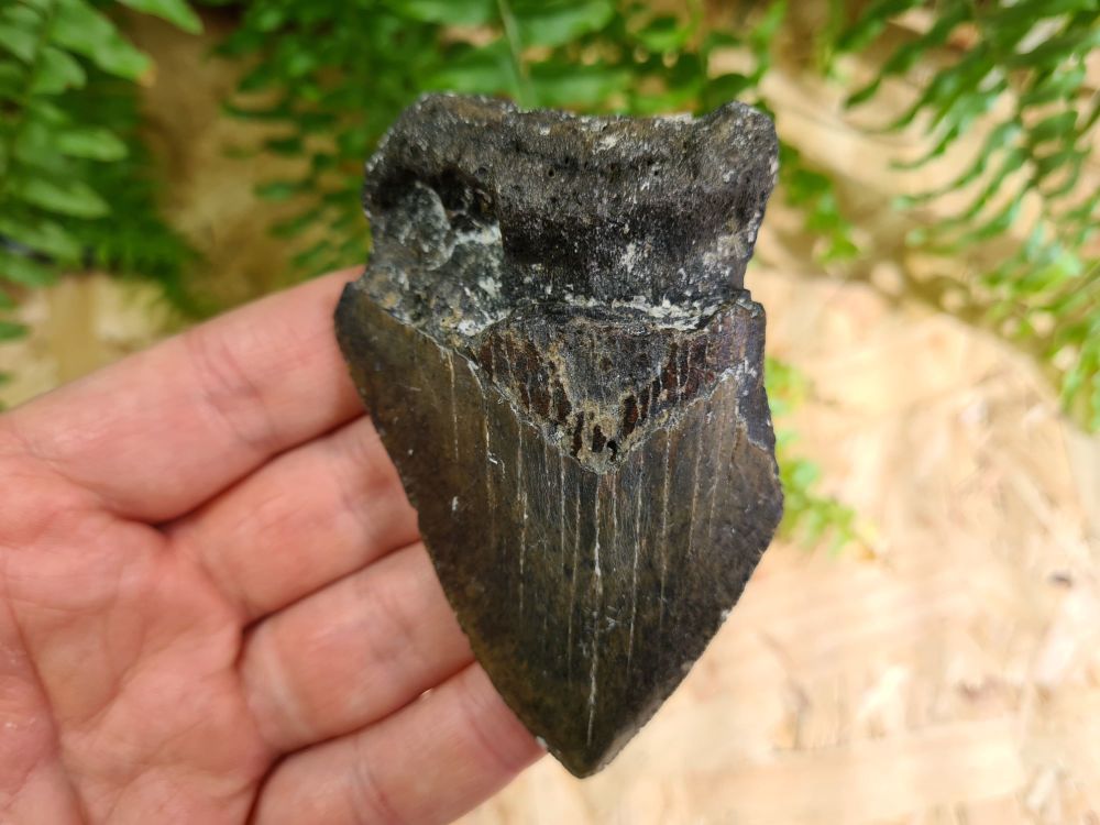 Megalodon Tooth - 3.74 inch #11