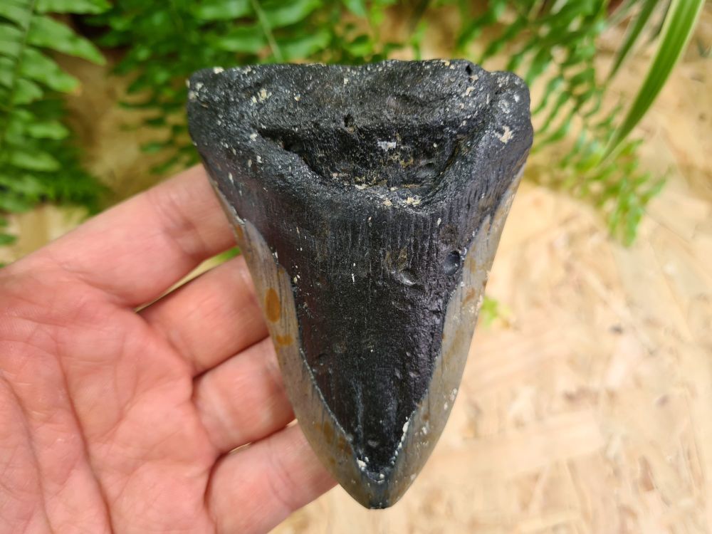 Megalodon Tooth - 4.21 inch #12