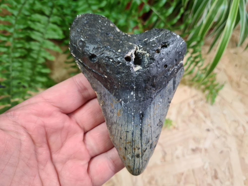 Megalodon Tooth - 4.88 inch #13