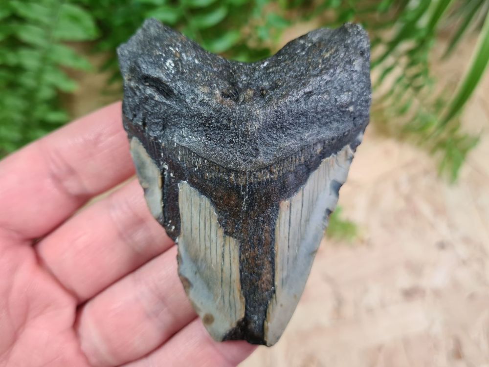 Megalodon Tooth - 3.26 inch #15