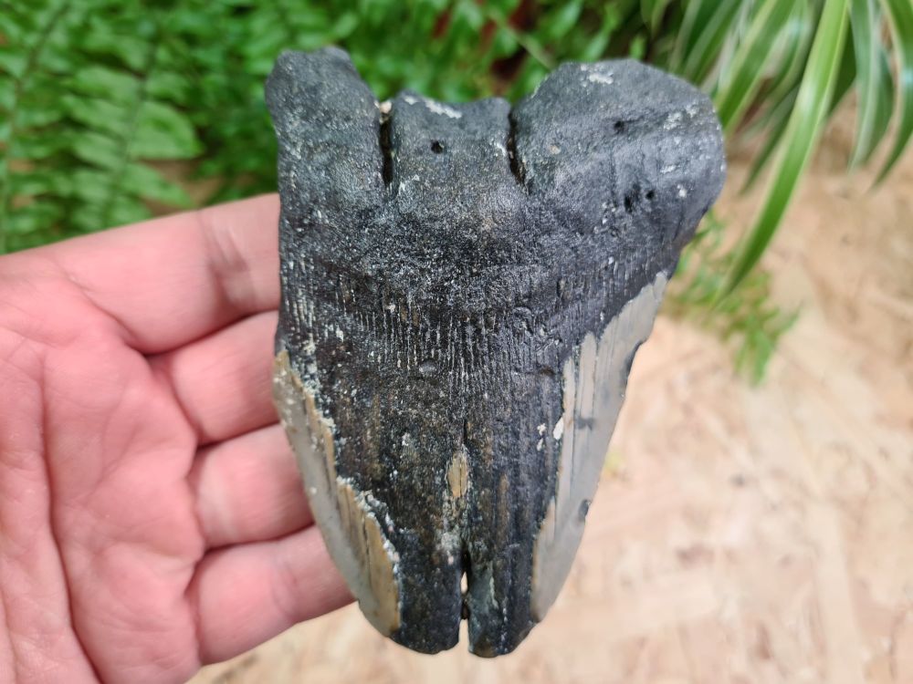 Megalodon Tooth - 4.33 inch #16