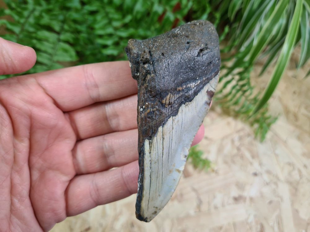 Megalodon Tooth - 4.52 inch #17