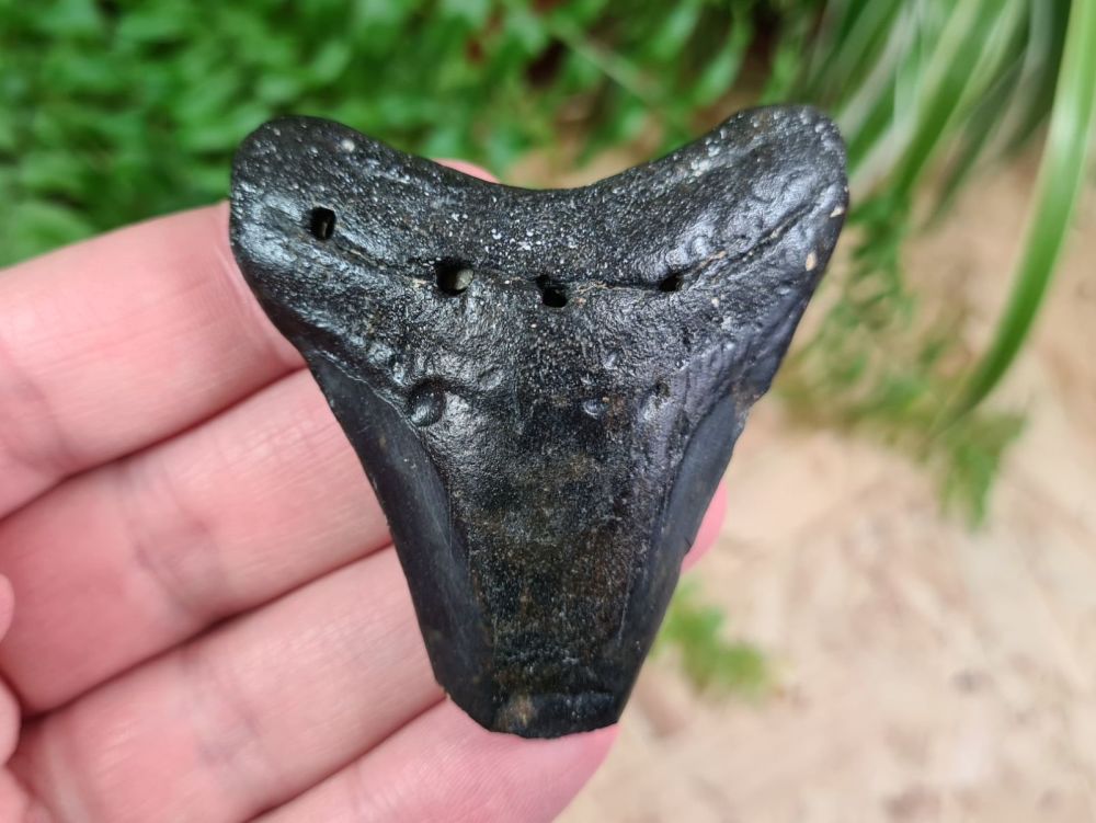 Megalodon Tooth - 2.51 inch #18