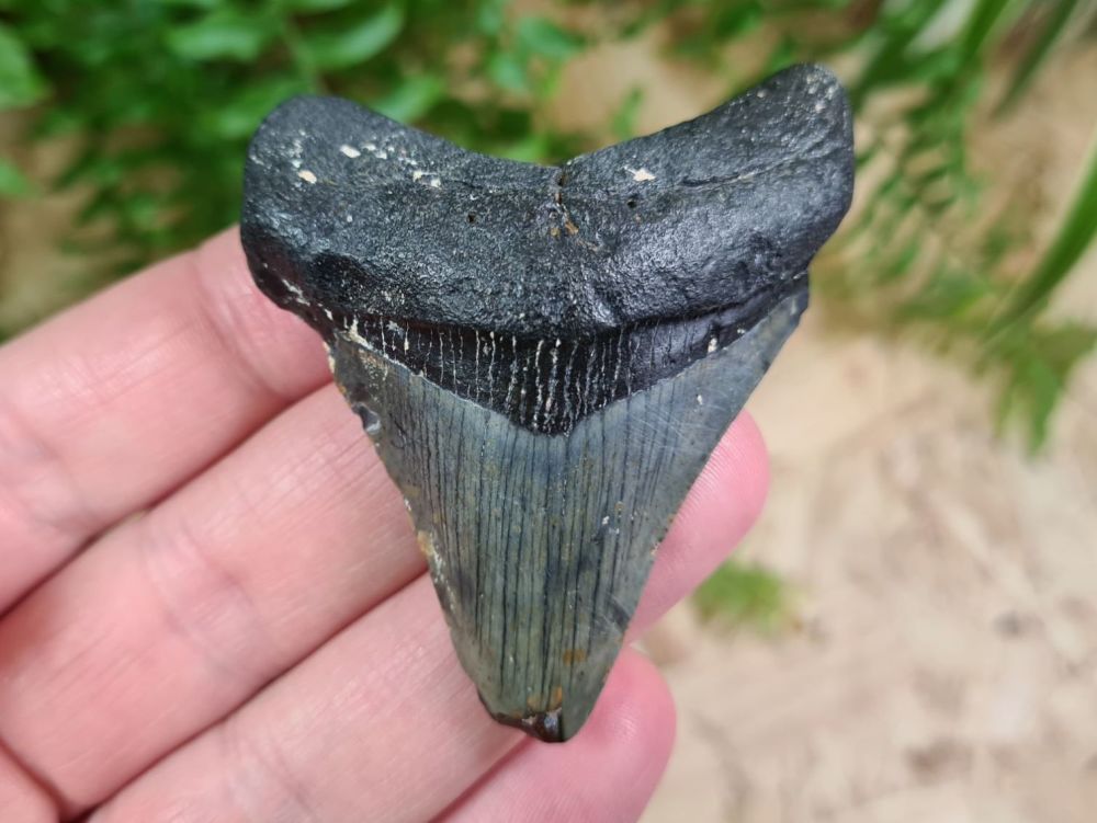 Megalodon Tooth - 2.63 inch #19