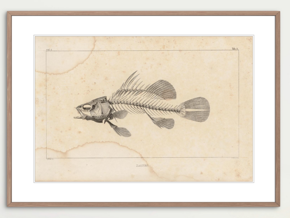 Fossil Fish (L. Agassiz)