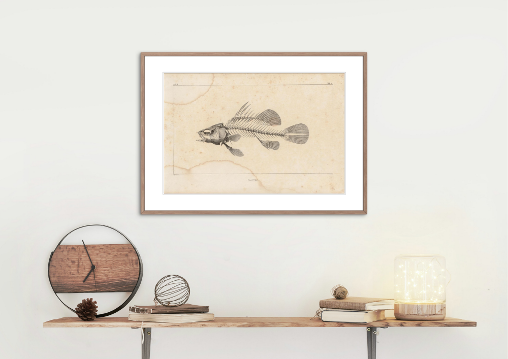 Fossil Fish (L. Agassiz)