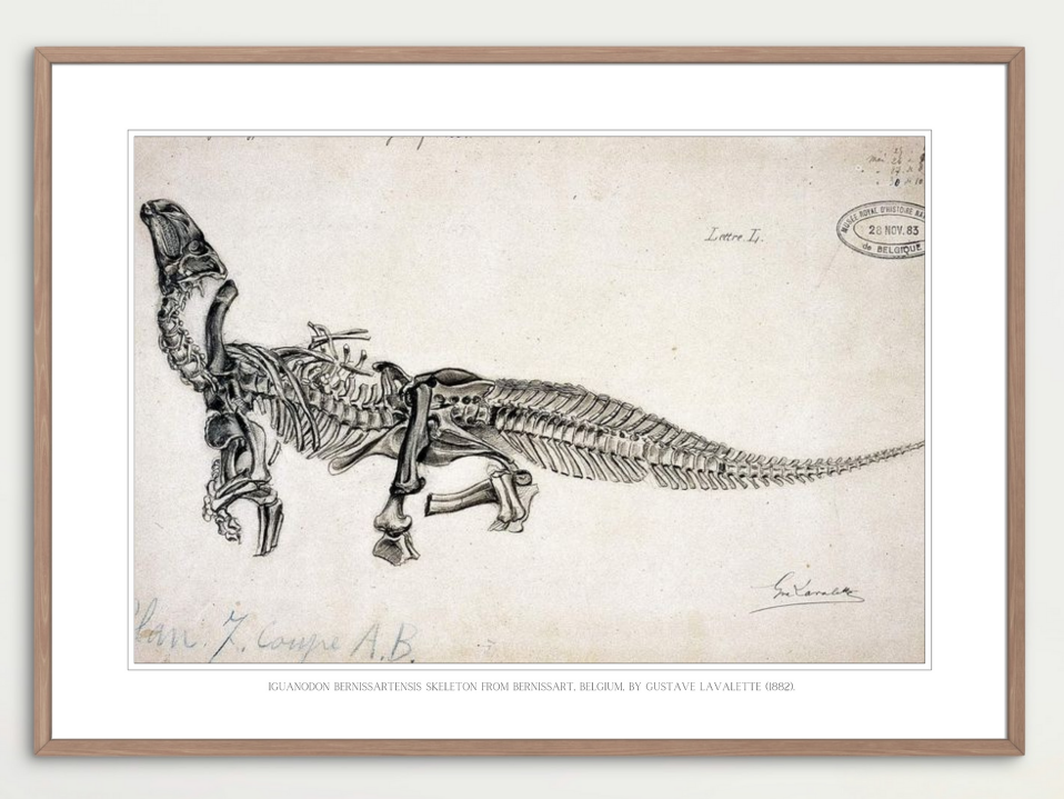 Bernissart Iguanodon (G. Lavalette, 1882)