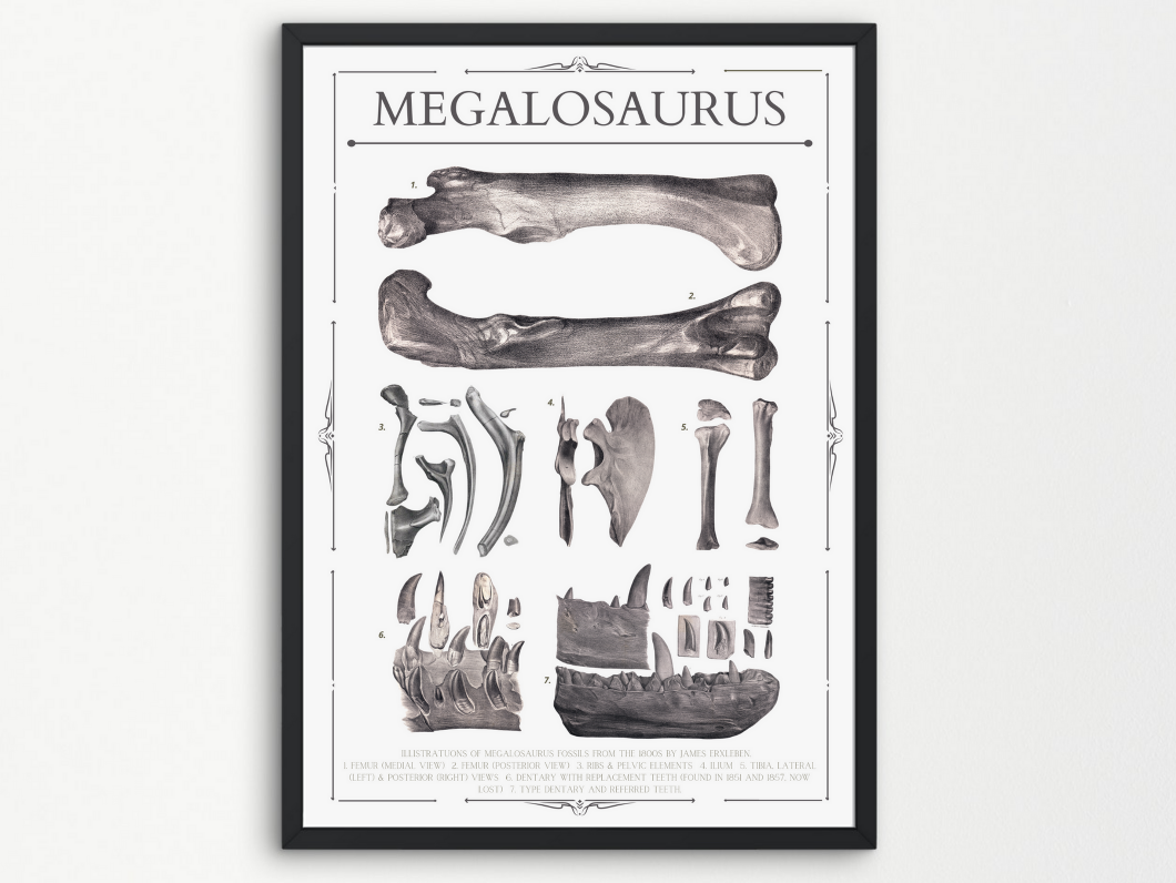 Megalosaurus Fossils