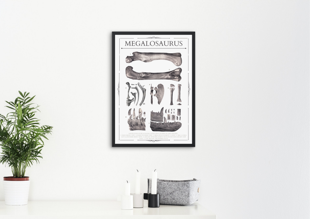 Megalosaurus Fossils