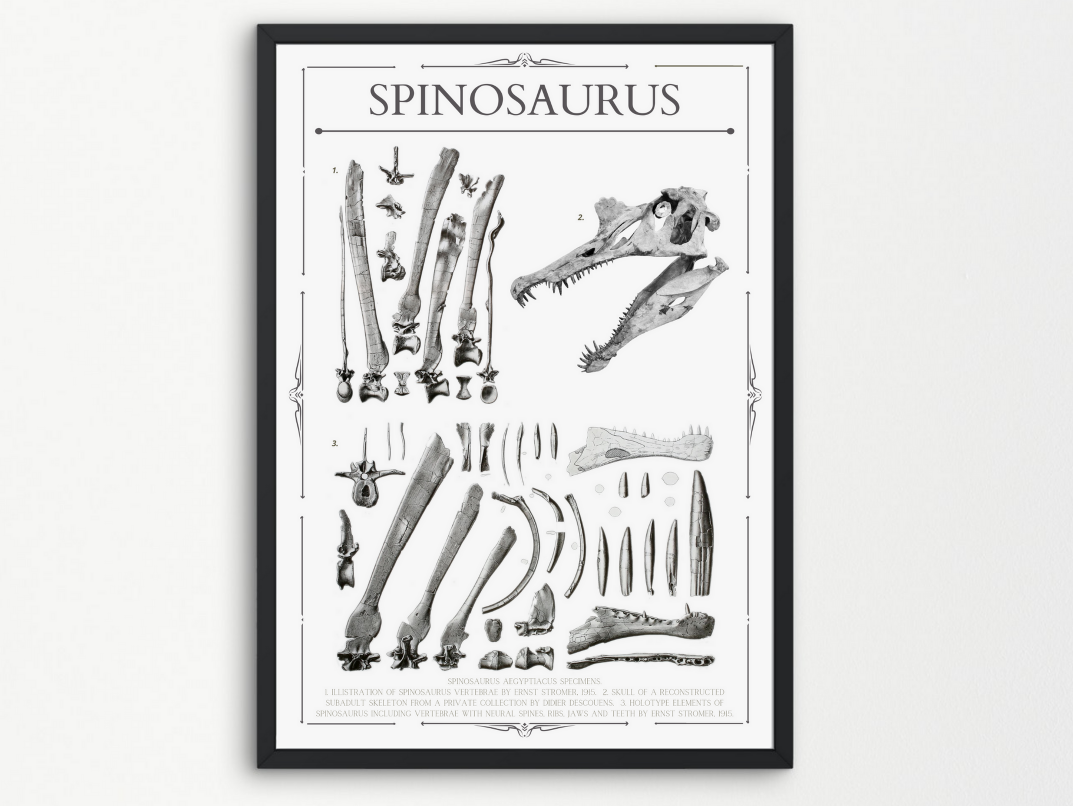 Spinosaurus Fossils