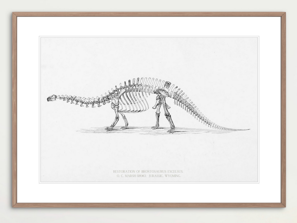 Brontosaurus (O. C. Marsh)