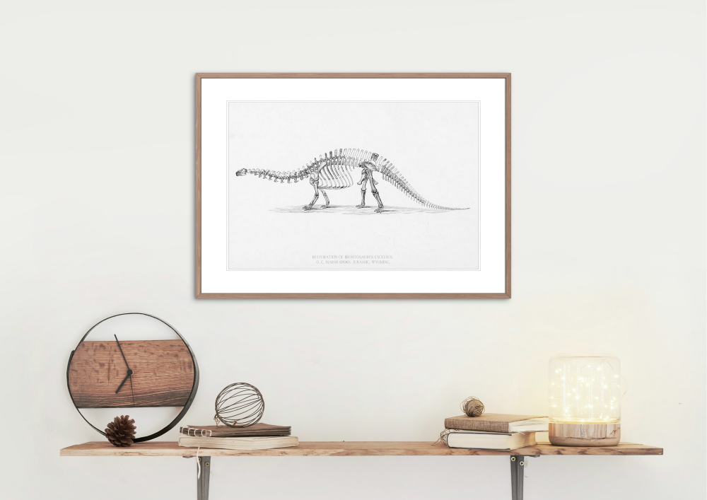 Brontosaurus (O. C. Marsh, 1896)