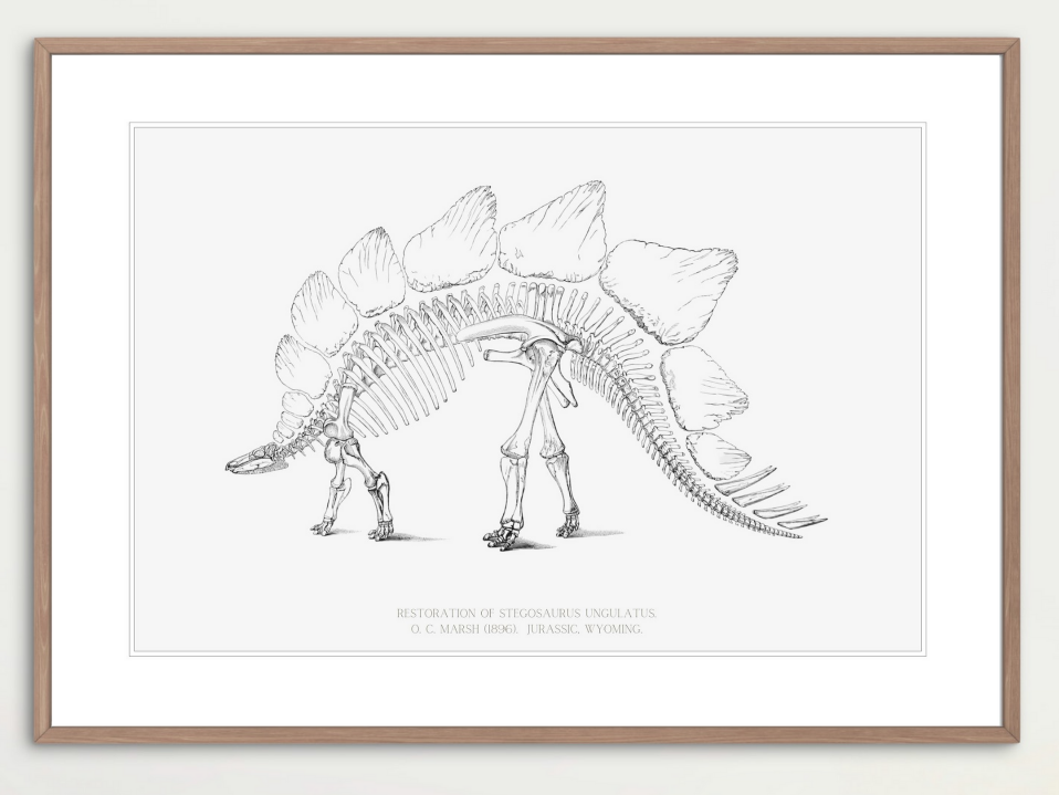 Stegosaurus (O. C. Marsh)