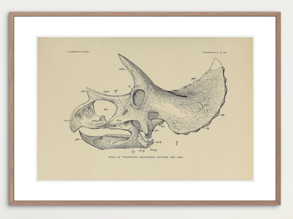 Triceratops Skull (J. B. Hatcher, 1907)
