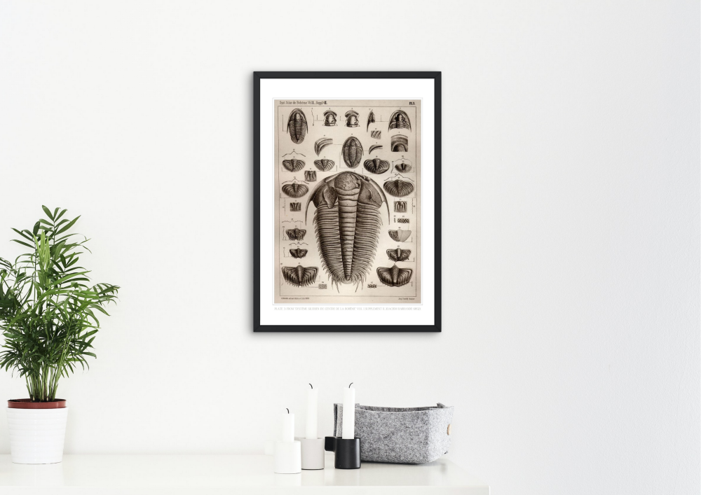 Trilobites (J. Barrande, 1852)