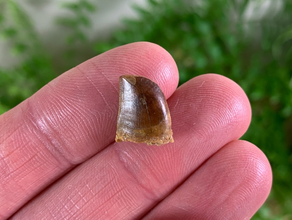 Carcharodontosaurus Tooth - 0.5 inch #CT09