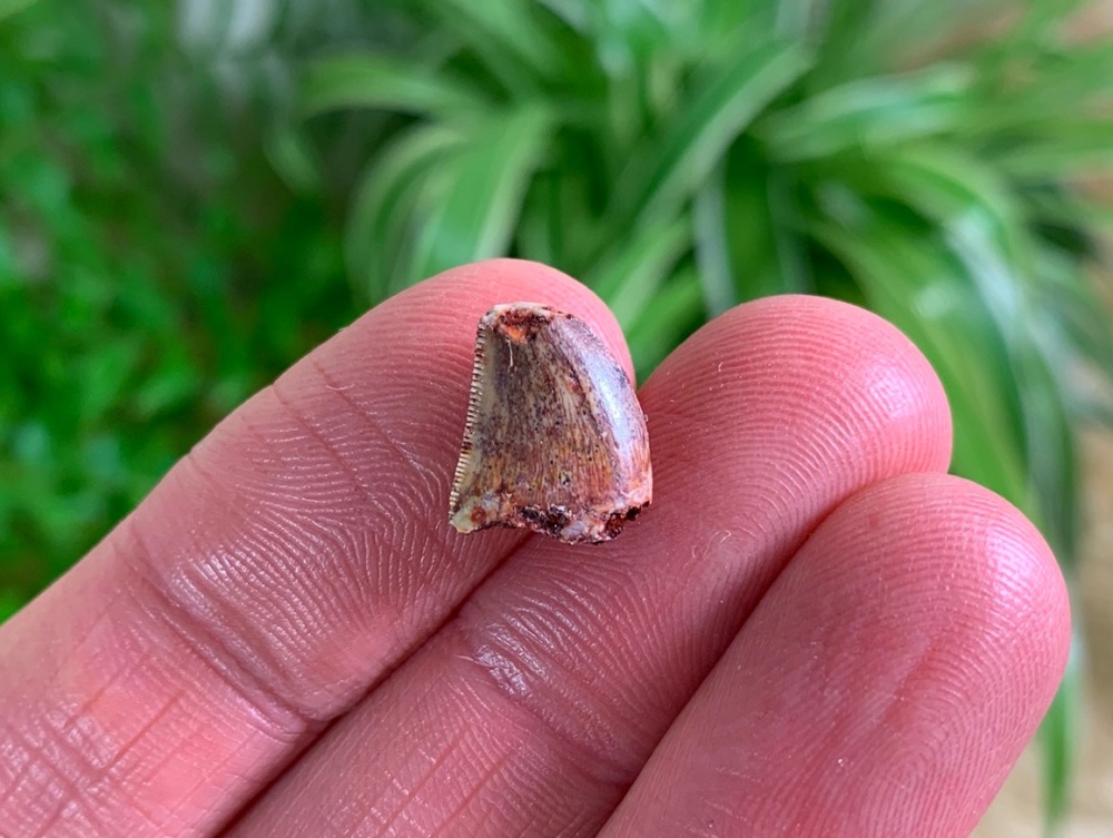 Carcharodontosaurus Tooth - 0.44 inch #CT10