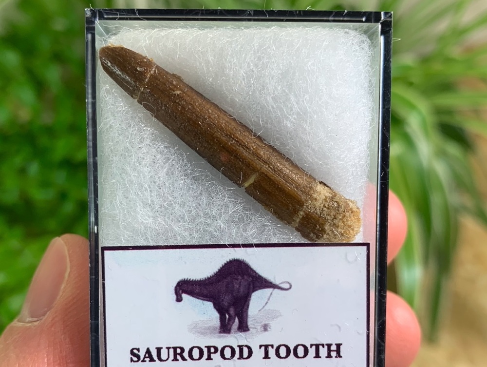 Rebbachisaurid Sauropod Tooth #01