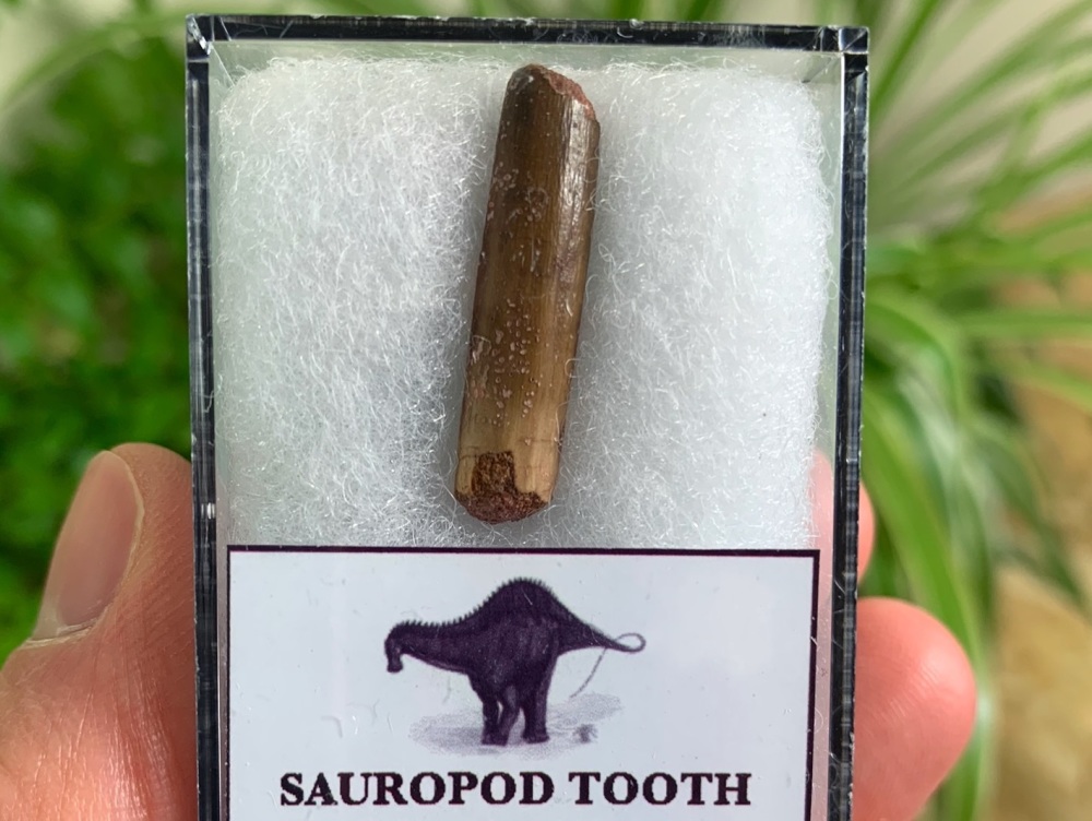 Rebbachisaurid Sauropod Tooth #02