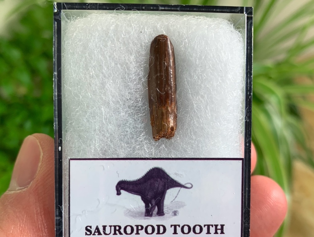 Rebbachisaurid Sauropod Tooth #03