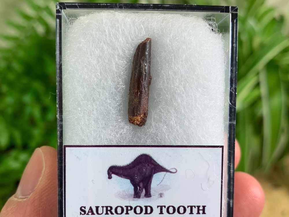 Rebbachisaurid Sauropod Tooth #04