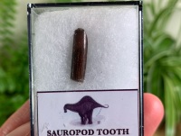 Rebbachisaurid Sauropod Tooth #05