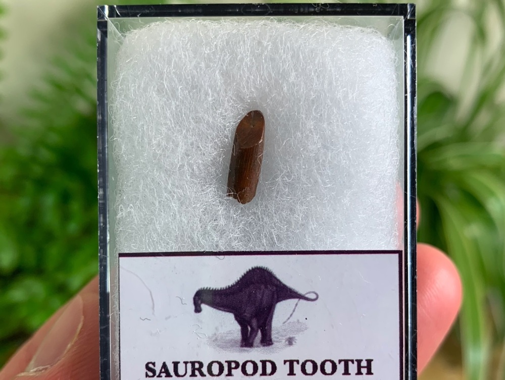 Rebbachisaurid Sauropod Tooth #06