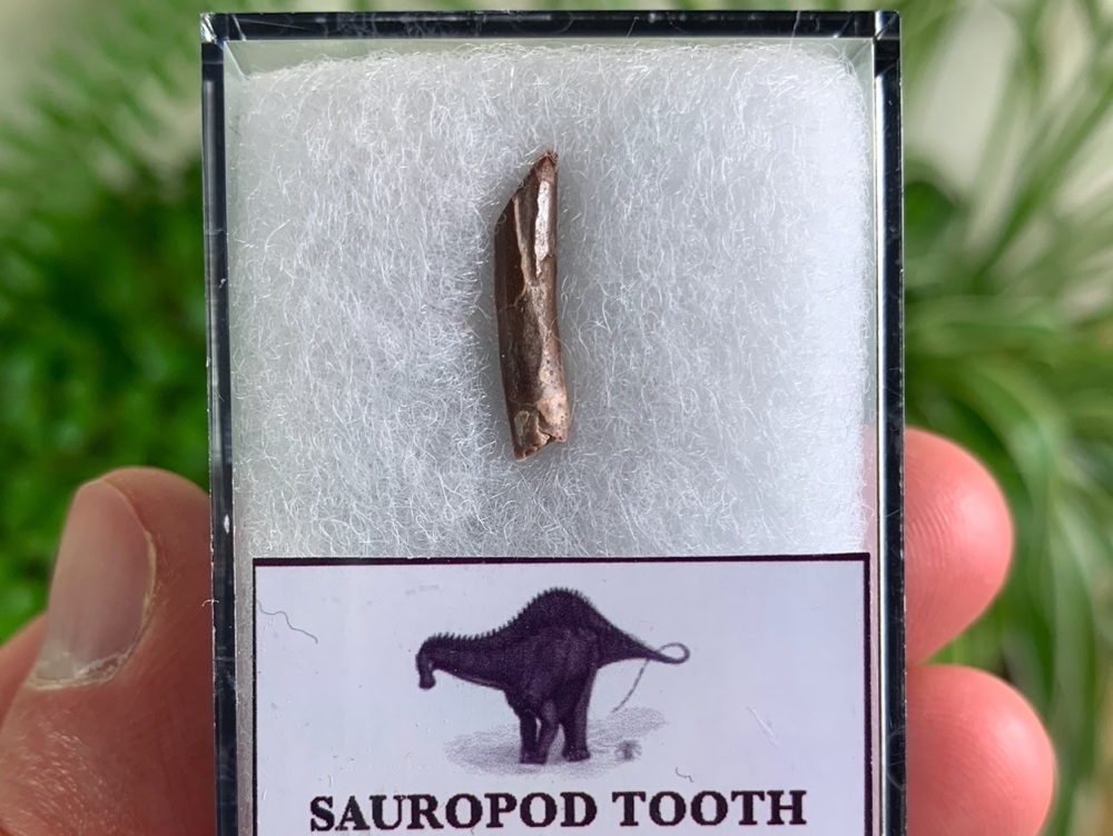 Rebbachisaurid Sauropod Tooth #07
