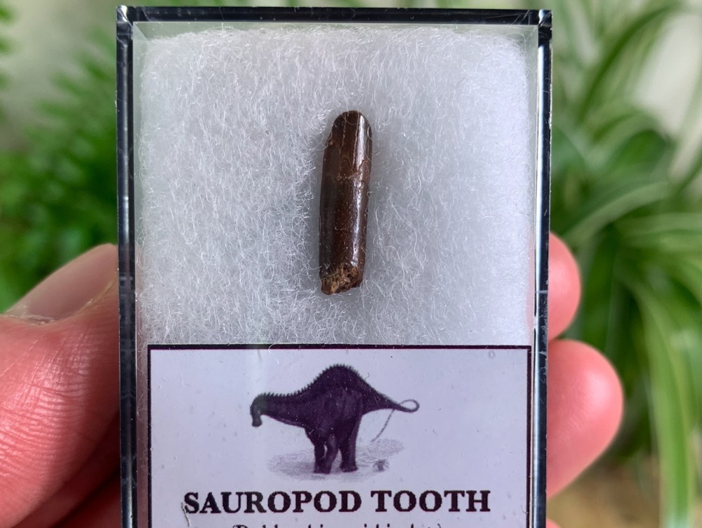 Rebbachisaurid Sauropod Tooth #08