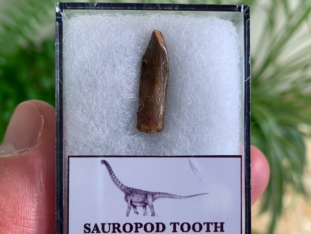 Titanosaurid Sauropod Tooth, Kem Kem #09