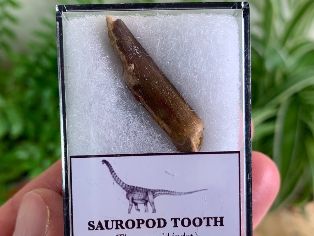 Titanosaurid Sauropod Tooth, Kem Kem #04