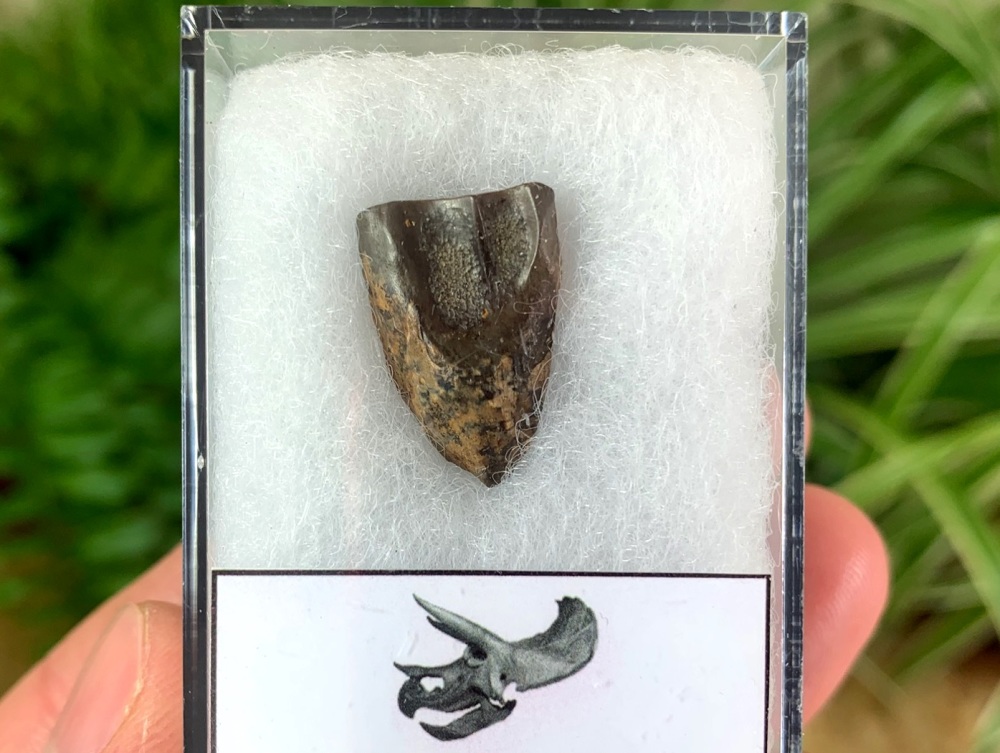 Triceratops Tooth #03