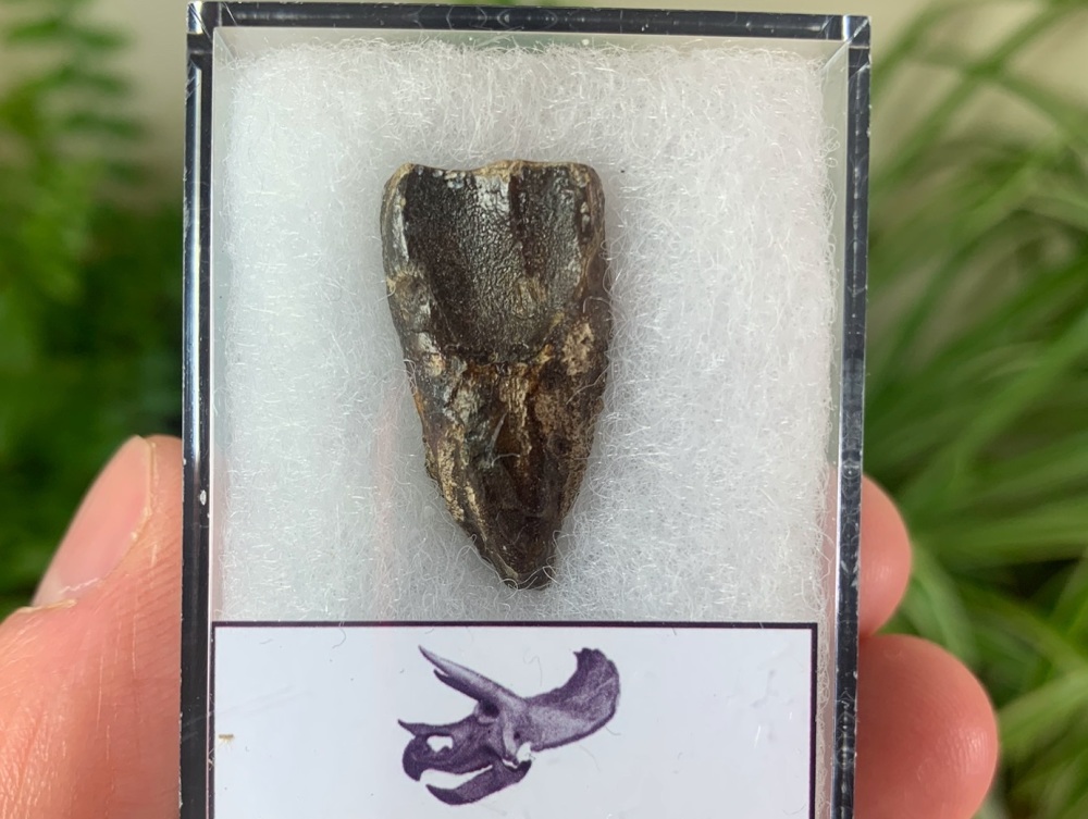 Triceratops Tooth #10