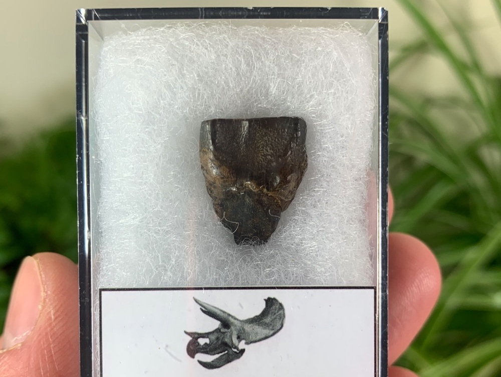 Triceratops Tooth #13