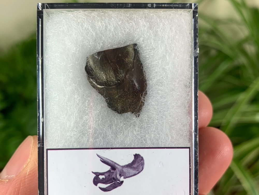 Triceratops Tooth #16